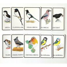 Výukové karty PTÁČCI PĚVCI
