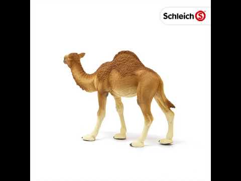 Schleich - Dromedár