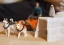 Schleich | Antarktická expedice
