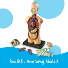 Learning Resources Model lidského těla - lidské orgány
