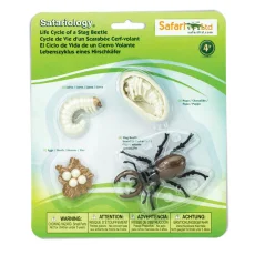 Safari Ltd. | Životní cyklus | Roháč