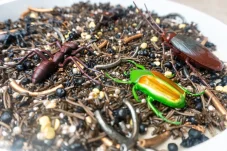 Playsense | Mraveniště- smyslový mix