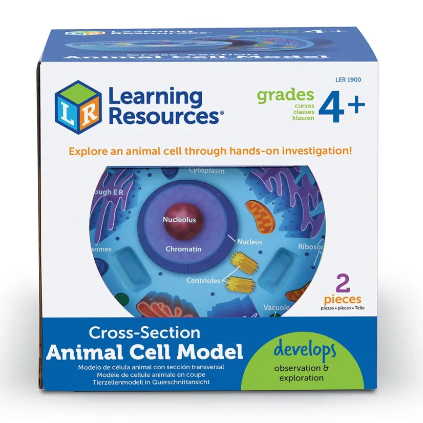 Learning Resources - Příčný řez modelem zvířecí buňky