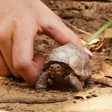Schleich | Želva obrovská