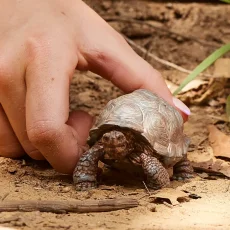 Schleich | Korytnačka obrovská