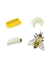 Safari Ltd. - Životní cyklus - Včela