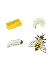 Safari Ltd. - Životní cyklus - Včela