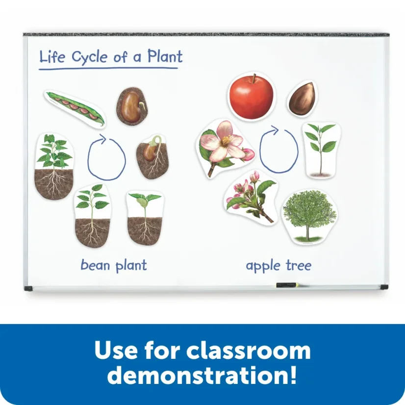 Learning Resources | Velký magneticky životní cyklus  | Rostlina