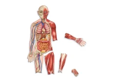 Learning Resources Obojstranné magnety - ľudské telo