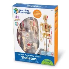 Learning Resources | Model ľudského tela | Kostra