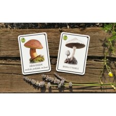 Výukové karty Houbičky