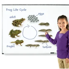 Learning Resources | Velký magnetický životní cyklus  | Žába