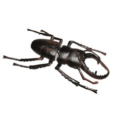 ANIMAL LIFE - Životný cyklus - Roháč