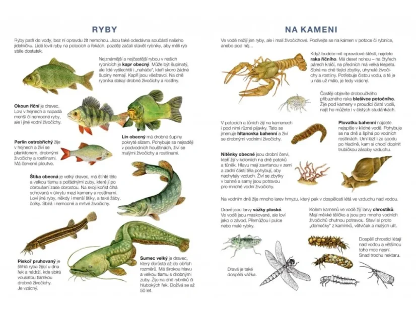 BETEXA Začínáme vystřihovat - U vody