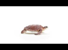 Schleich - Kareta pravá