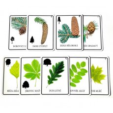 Výukové karty Stromy