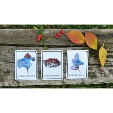 Výukové karty HMYZÁČCI