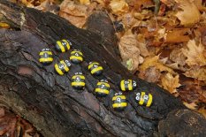 Yellow Door - počítanie včeličiek