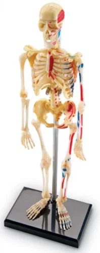 Learning Resources Model ľudského tela - kostra