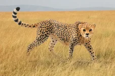 Schleich | Gepard