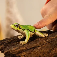 Schleich | Rosnička zelená