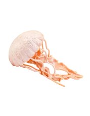 Safari Ltd. - Figúrka - Medúza