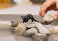 Schleich | Vydra
