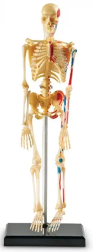 Learning Resources Model lidského těla - kostra