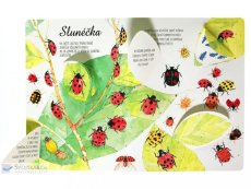 Objevuj svět brouků