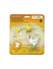 Safari Ltd. | Životný cyklus | Kurča