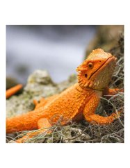Safari Ltd. - Figúrka - Agama fúzatá