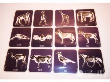 Juchuuu Kostry zvířat