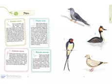 Svojtka&Co Můj sešit pozorování a aktivit Čtyři roční období