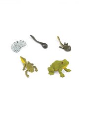 Safari Ltd. - Životní cyklus - Žába