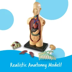 Learning Resources Model ľudského tela - ľudské orgány