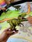 Schleich – „Exkurze do světa objevů“
