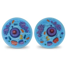 Learning Resources - Priečny rez modelom zvieracej bunky