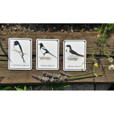 Výukové karty PTÁČCI PĚVCI