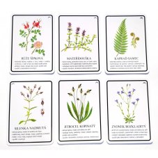 Výukové karty ROSTLINY