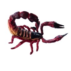 ANIMAL LIFE - Životný cyklus - Škorpión