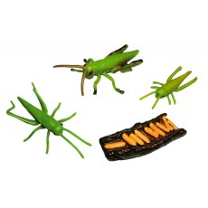 ANIMAL LIFE - Životný cyklus - Kobylka