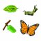 ANIMAL LIFE - Životný cyklus - Motýľ
