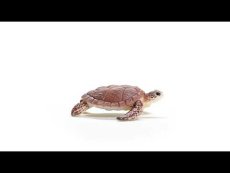 Schleich - Kareta pravá