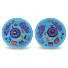 Learning Resources - Priečny rez modelom zvieracej bunky