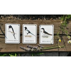 Výukové karty PTÁČCI PĚVCI