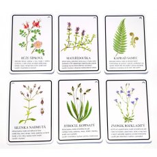 Výukové karty ROSTLINY