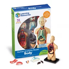 Learning Resources Model lidského těla - lidské orgány