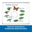 Learning Resources | Veľký magneticky životný cyklus | Motýľ