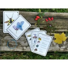 Výukové karty HMYZÁČCI