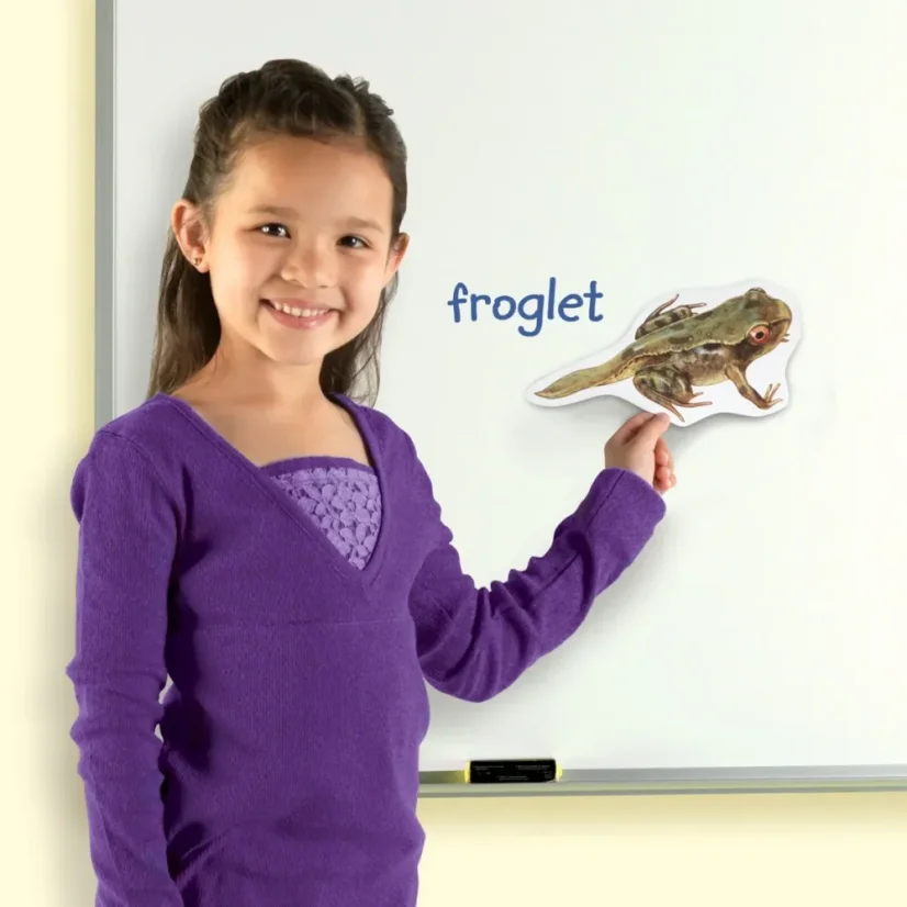 Learning Resources | Veľký magneticky životný cyklus | Žaba